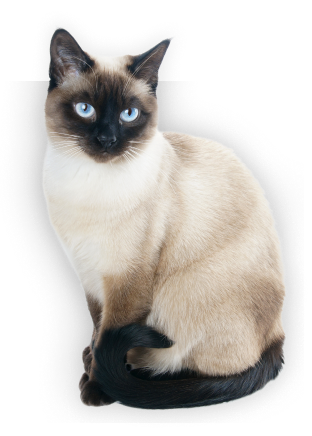 Best for friend для собак. 01 desktop. Best for friend для собак фото. Best for friend для собак-01 desktop. картинка Best for friend для собак. картинка 01 desktop. Натуральные р ационы Best for friend для собак. 01 desktop. Best for friend для собак фото. Best for friend для собак-01 desktop. картинка Best for friend для собак. картинка 01 desktop. Натуральные р ационы