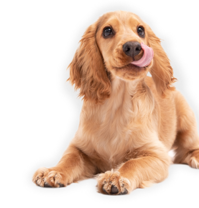 Best for friend для собак. 02 desktop. Best for friend для собак фото. Best for friend для собак-02 desktop. картинка Best for friend для собак. картинка 02 desktop. Натуральные р ационы Best for friend для собак. 02 desktop. Best for friend для собак фото. Best for friend для собак-02 desktop. картинка Best for friend для собак. картинка 02 desktop. Натуральные р ационы