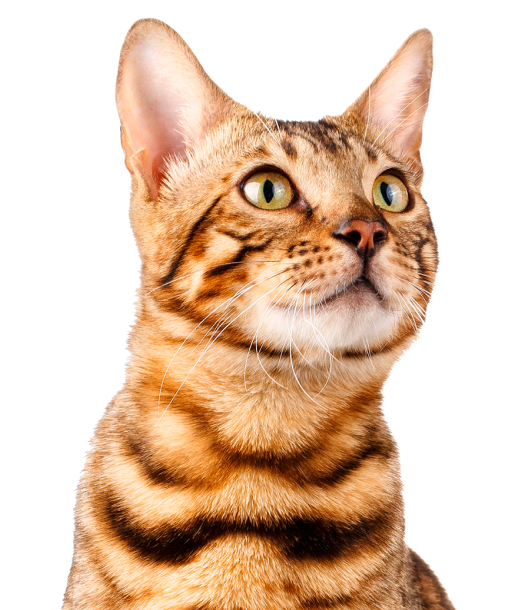 Best for friend для собак. 03 desktop. Best for friend для собак фото. Best for friend для собак-03 desktop. картинка Best for friend для собак. картинка 03 desktop. Натуральные р ационы Best for friend для собак. 03 desktop. Best for friend для собак фото. Best for friend для собак-03 desktop. картинка Best for friend для собак. картинка 03 desktop. Натуральные р ационы