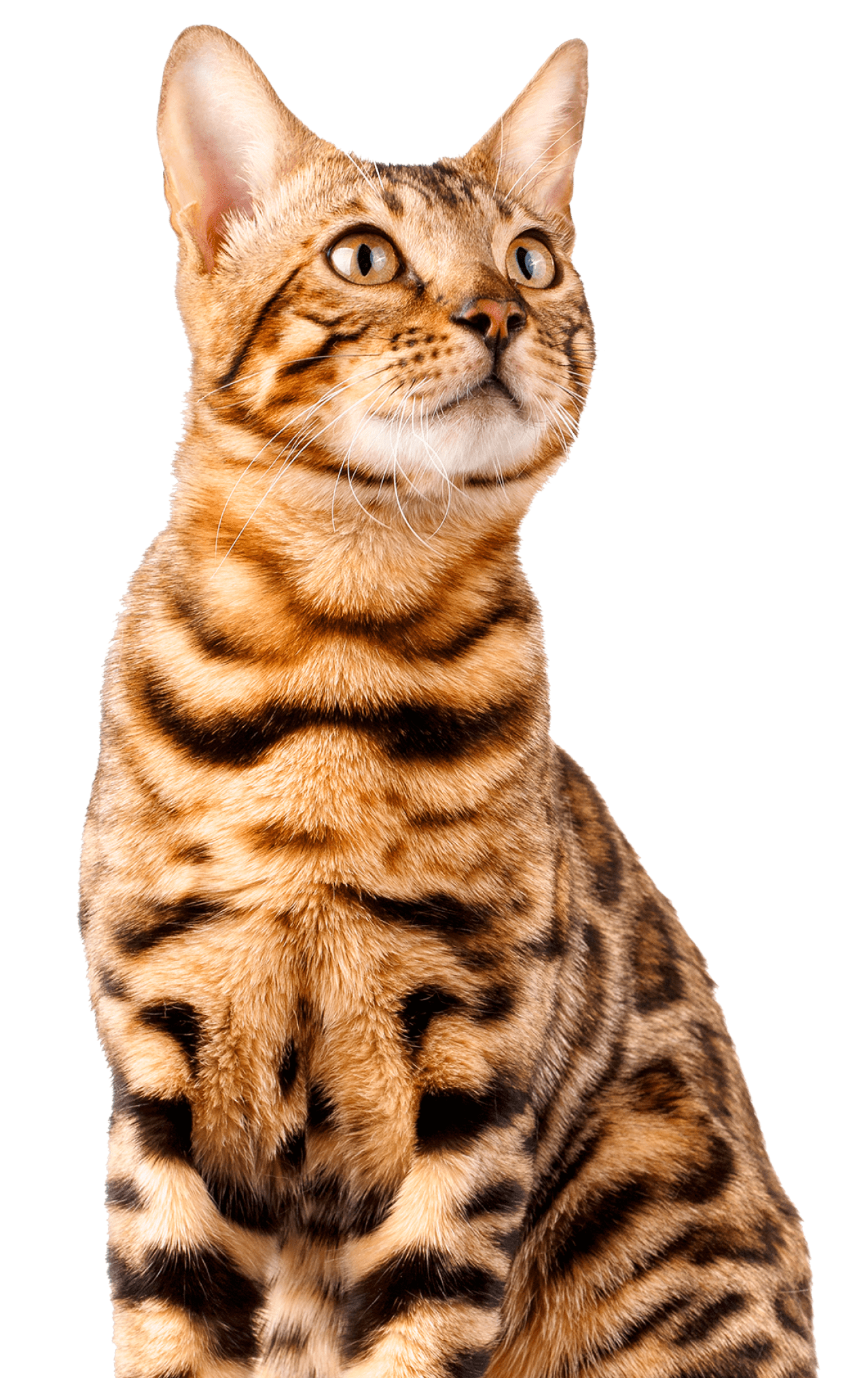 Best for friend для собак. 03 desktop 2. Best for friend для собак фото. Best for friend для собак-03 desktop 2. картинка Best for friend для собак. картинка 03 desktop 2. Натуральные р ационы Best for friend для собак. 03 desktop 2. Best for friend для собак фото. Best for friend для собак-03 desktop 2. картинка Best for friend для собак. картинка 03 desktop 2. Натуральные р ационы